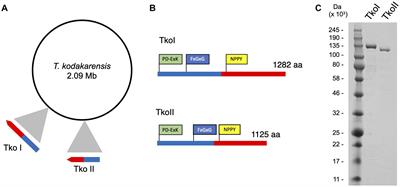 The Hyperthermophilic Restriction-Modification Systems of Thermococcus kodakarensis Protect Genome Integrity